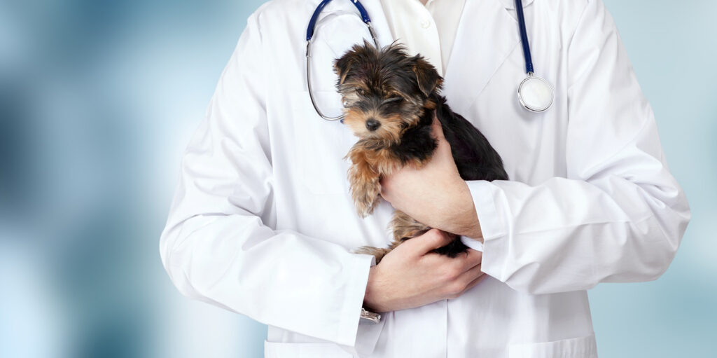 Animal Doctors | Capitol Illini Veterinary Services